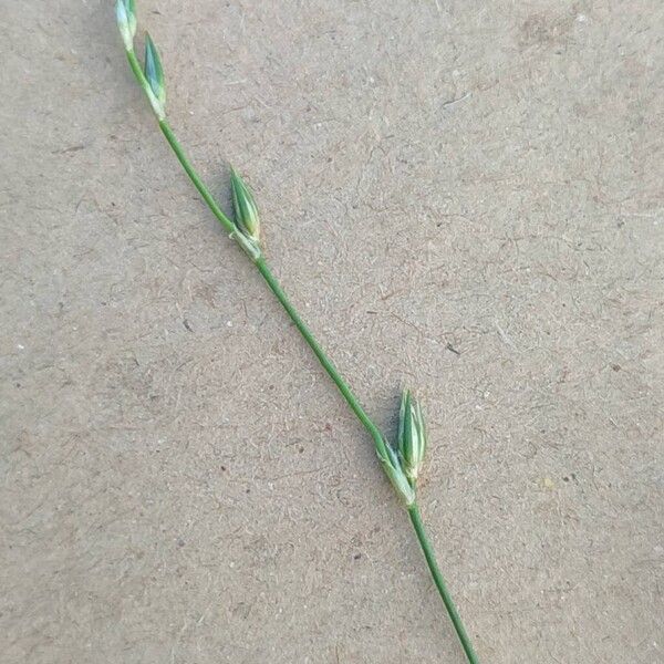 Juncus bufonius Flower