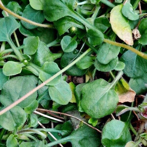 Bellis rotundifolia Leaf