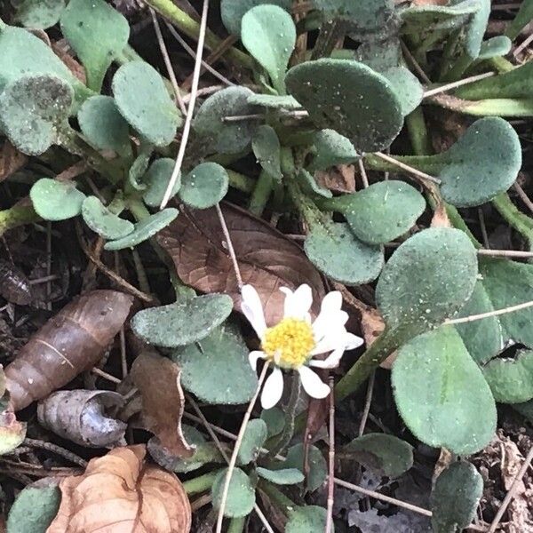 Bellium bellidioides Blüte