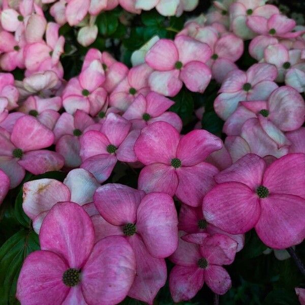 Cornus florida Flower