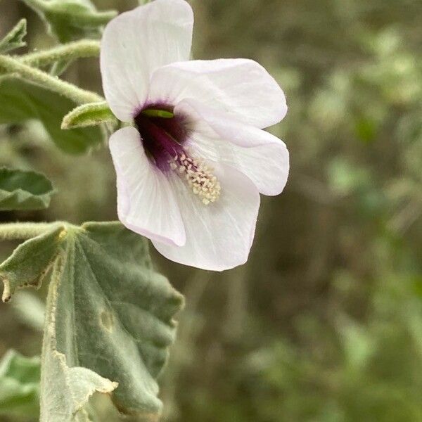 Malva subovata Flower