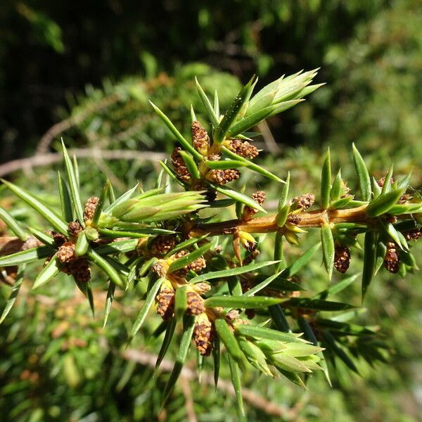Juniperus communis Flower