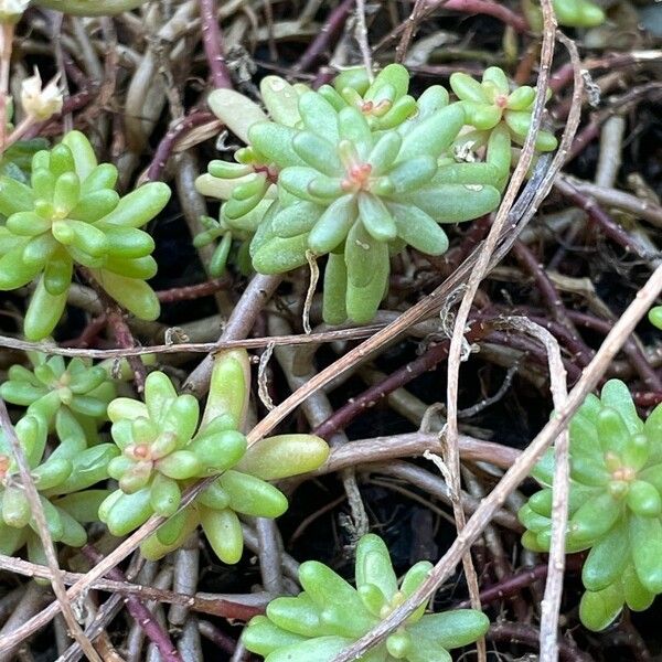 Sedum album Leaf