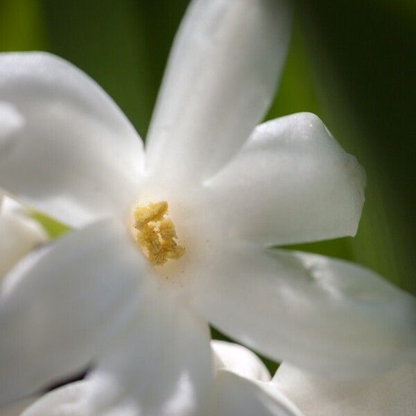 Hyacinthus orientalis फूल