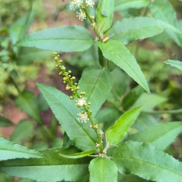 Croton bonplandianus Flower