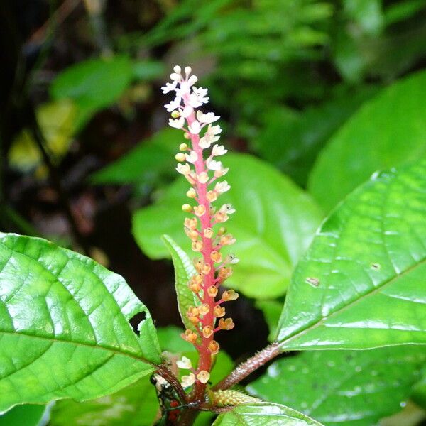 Hilleria latifolia Цветок