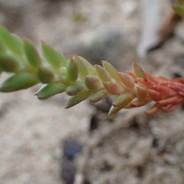 Petrosedum ochroleucum Lehti