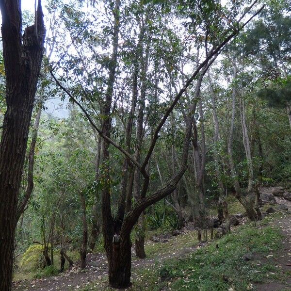 Eucalyptus robusta Vekstform