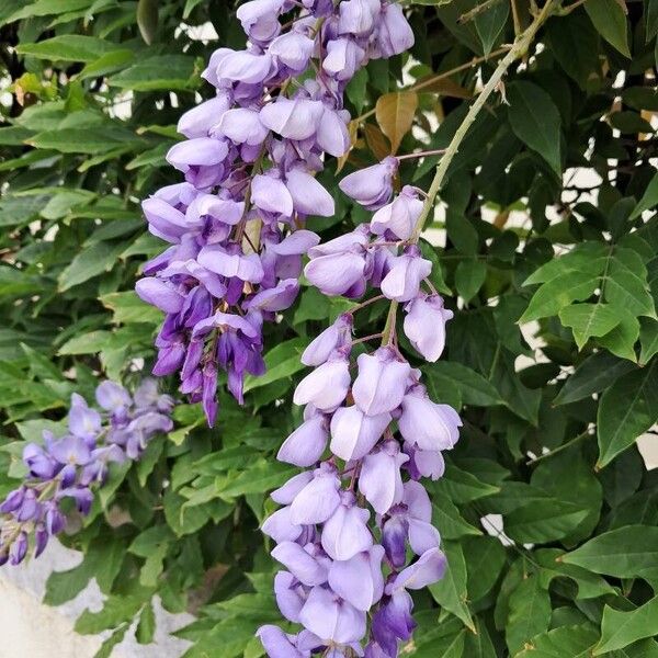 Wisteria sinensis Blüte