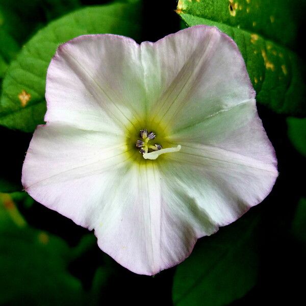 Convolvulus arvensis 花