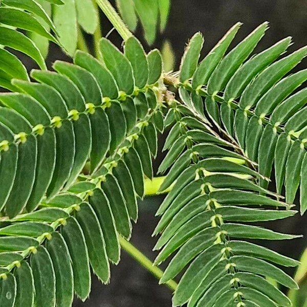 Mimosa pudica Ліст