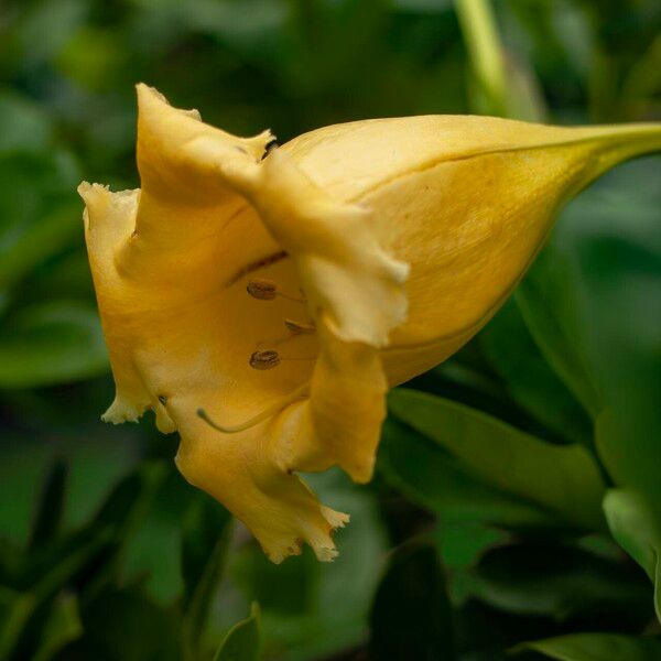 Solandra grandiflora Flors