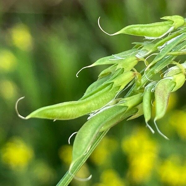 Trigonella esculenta ഫലം