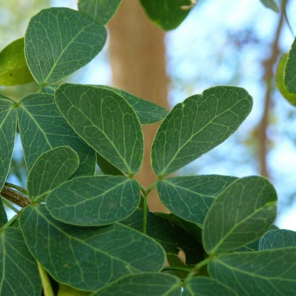 Pithecellobium dulce Leaf