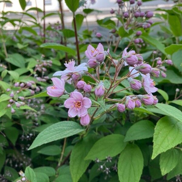 Deutzia crenata 花