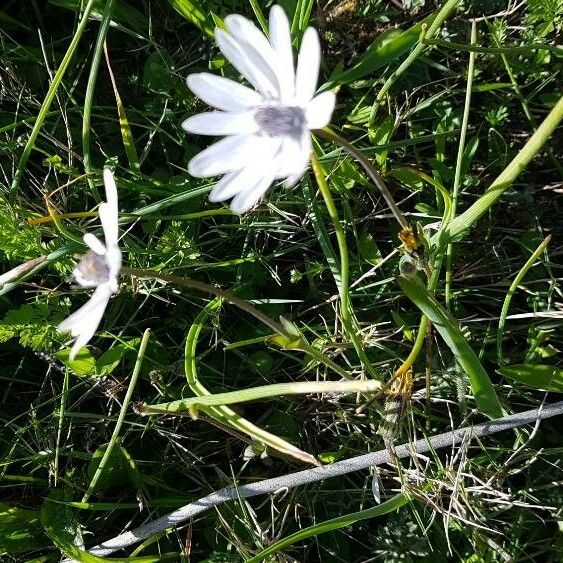 Anemone hortensis Blomst