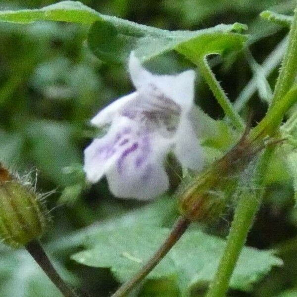 Glechoma hederacea Цвят