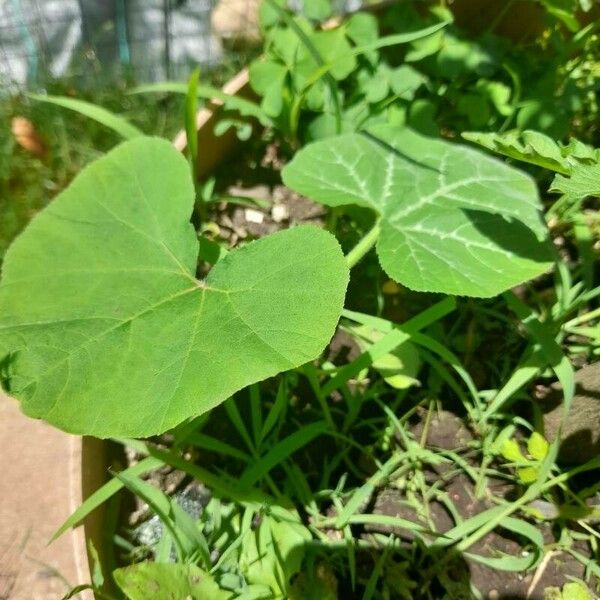 Cucurbita moschata Fruitua