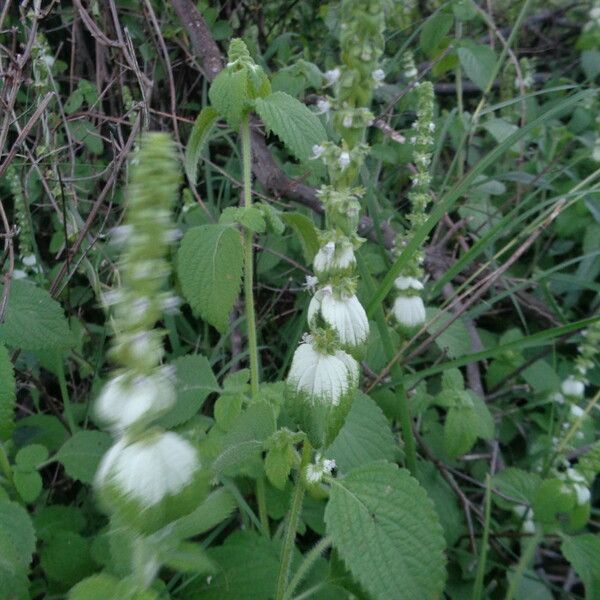 Platostoma hildebrandtii Blomma