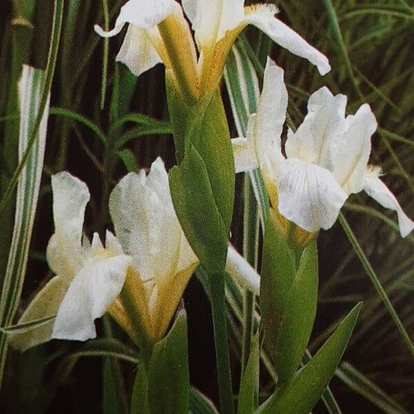 Iris japonica Flower