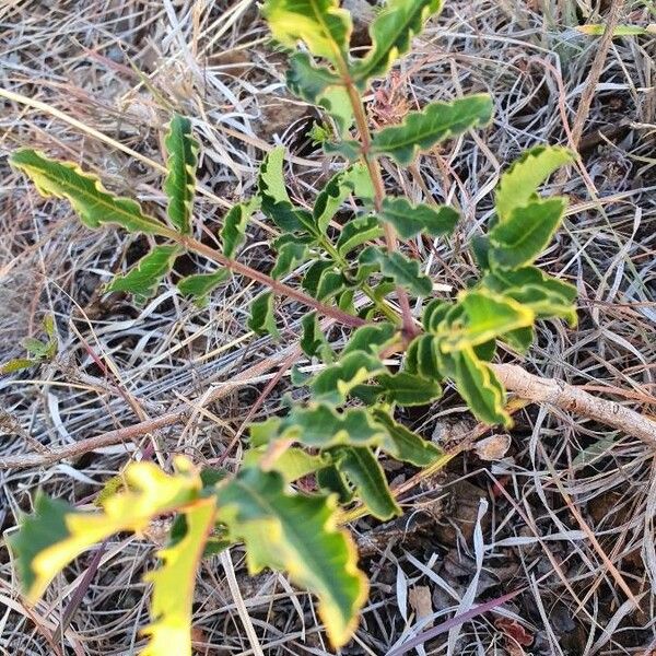 Sclerocarya birrea Leaf