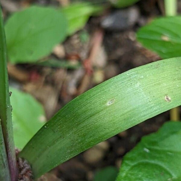 Allium unifolium Blad