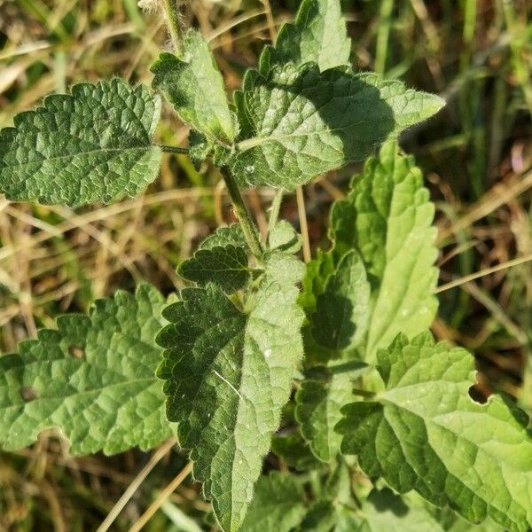 Scutellaria columnae Φύλλο