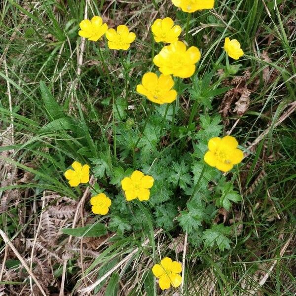 Ranunculus montanus Flors