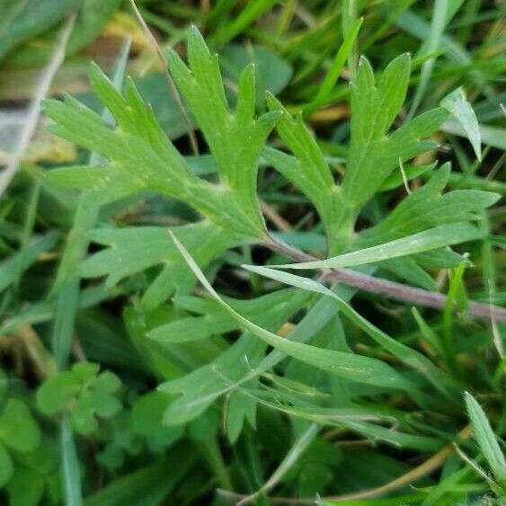 Ranunculus macrophyllus 葉