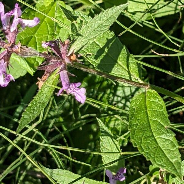 Stachys palustris 花