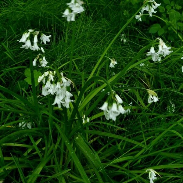 Allium triquetrum Yeri