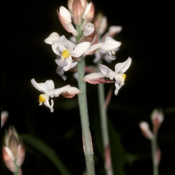 Ludisia discolor Flower