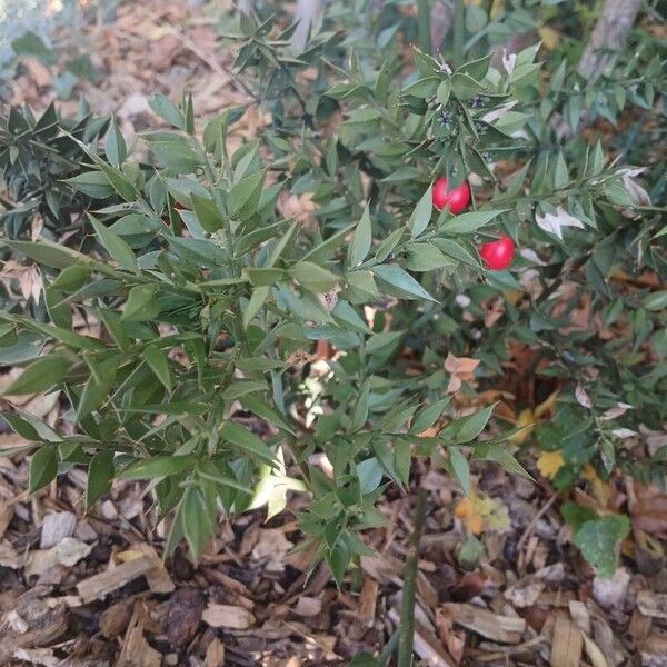 Ruscus aculeatus عادت