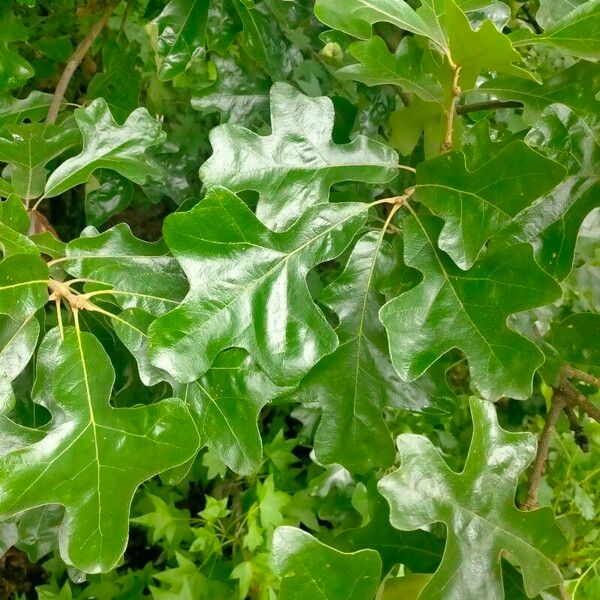 Quercus stellata Blad