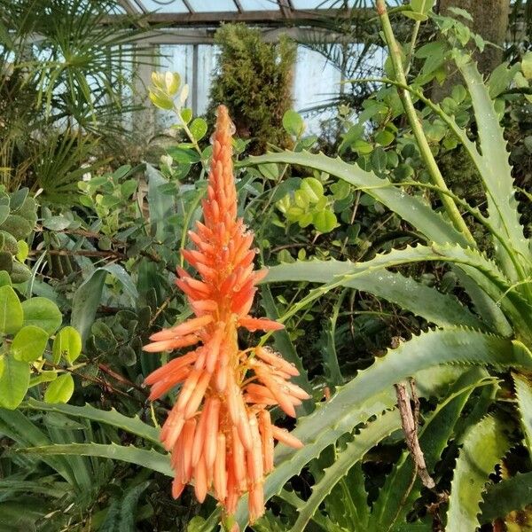 Aloe arborescens Flower