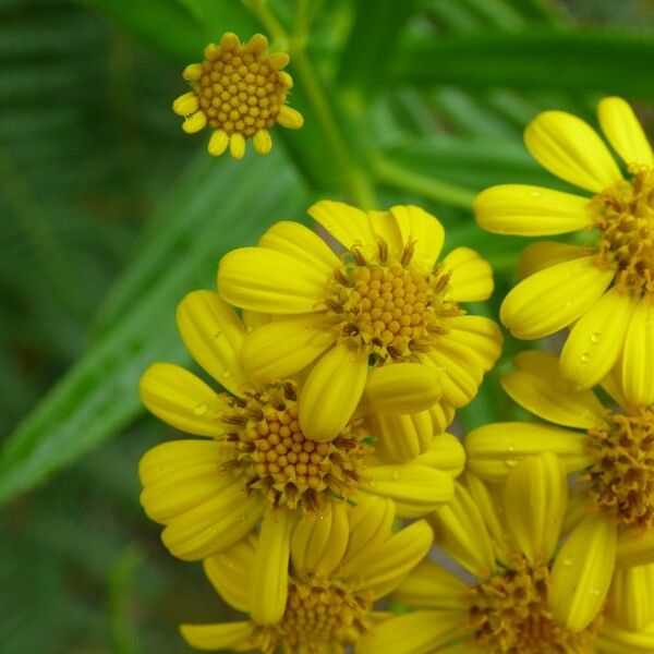 Faujasia salicifolia Flower