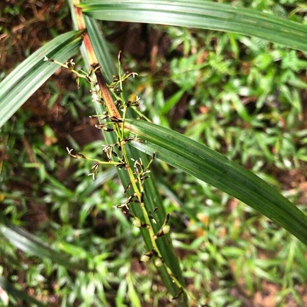 Scleria gaertneri Other