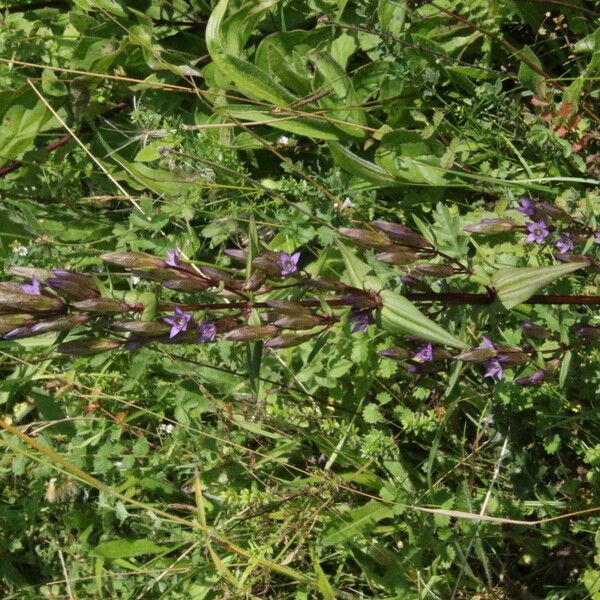 Gentianella amarella Bloem