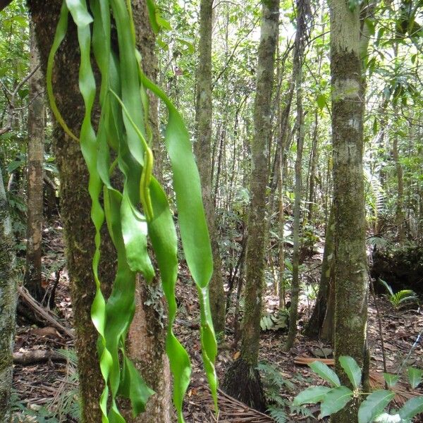 Ophioglossum pendulum Habit