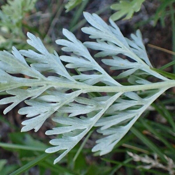 Artemisia absinthium Flower