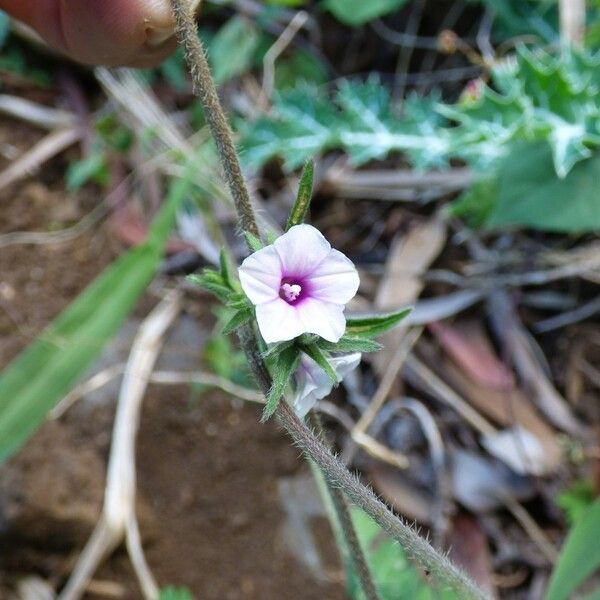 Ipomoea eriocarpa Цвят