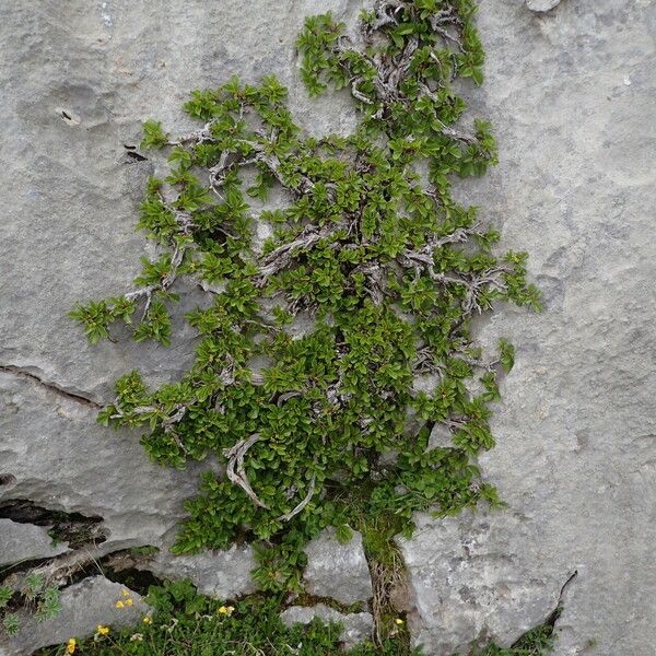 Rhamnus pumila Habitat