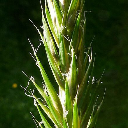 Anthoxanthum aristatum Flower