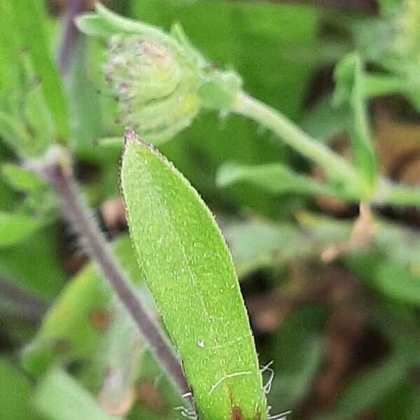 Silene gallica Liść