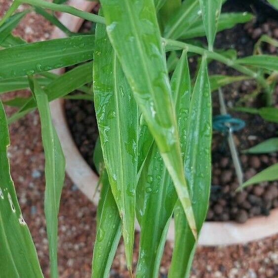 Zingiber officinale Leaf