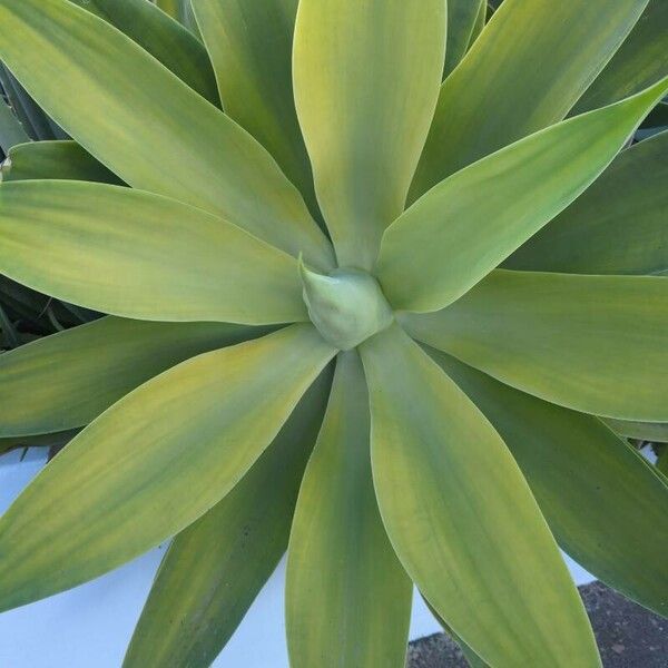 Agave attenuata 葉