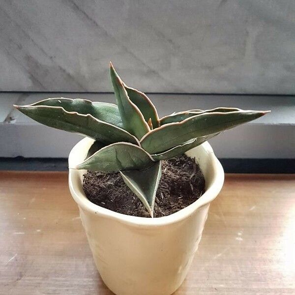 Dracaena hanningtonii Leaf