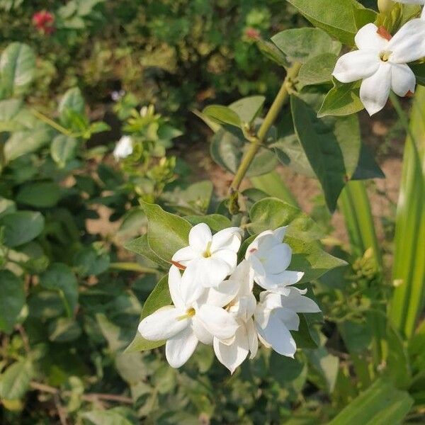 Abelia grandifolia Cvet