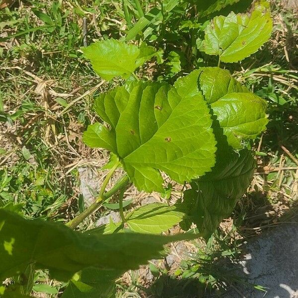 Morus rubra Leaf