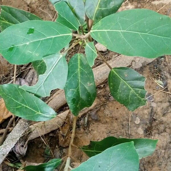 Ficus lutea Leaf